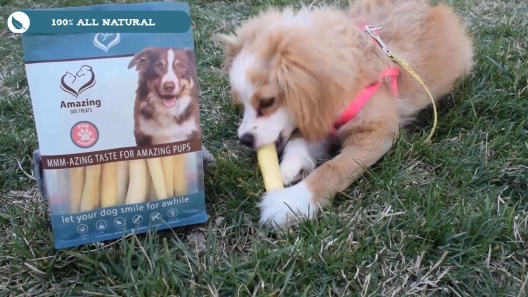 Play Video: Learn More About Amazing Dog Treats From Our Team of Experts