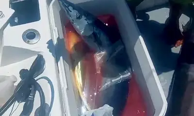 San Jose del Cabo Report Video 1