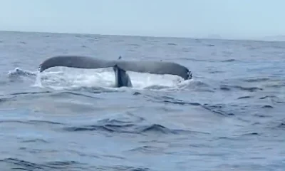 San Jose del Cabo Report Video 0