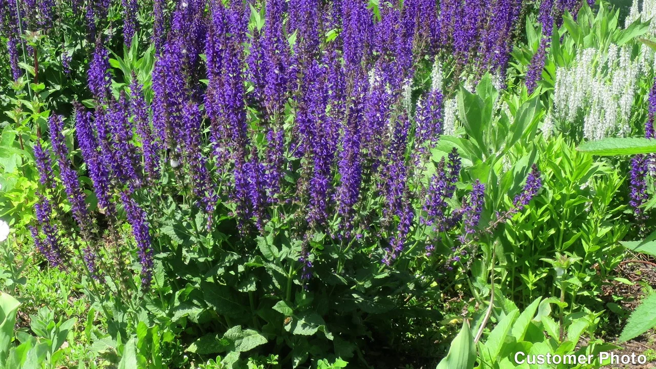 Dark Matter™ Meadow Sage, Salvia nemorosa 'Dark Matter', Monrovia Plant