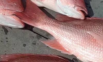 Santa Rosa Beach Report Video 0
