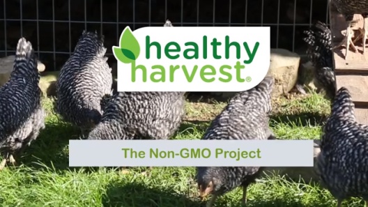 Healthy Harvest Non-GMO 20% Protein Chick Starter Grower Crumbles Chicken Feed