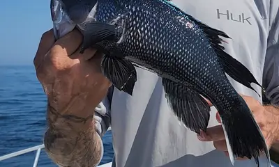 Chesapeake Bay Report Video 1