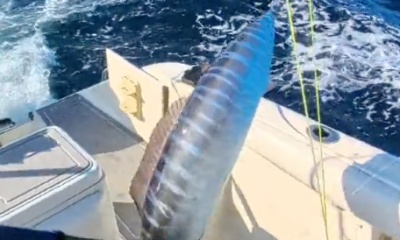 Still a few wahoo around