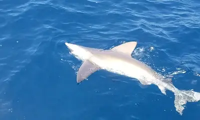 West Palm Beach Report Video 1