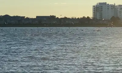 Quincy Report Video 0