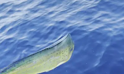 Cabo Pulmo Report Video 4