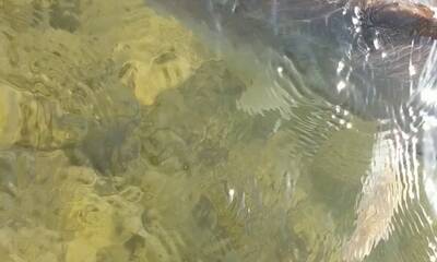Apalachicola Bay Report Video 0