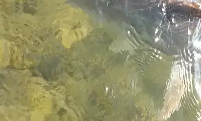 Carrabelle Report Video 0