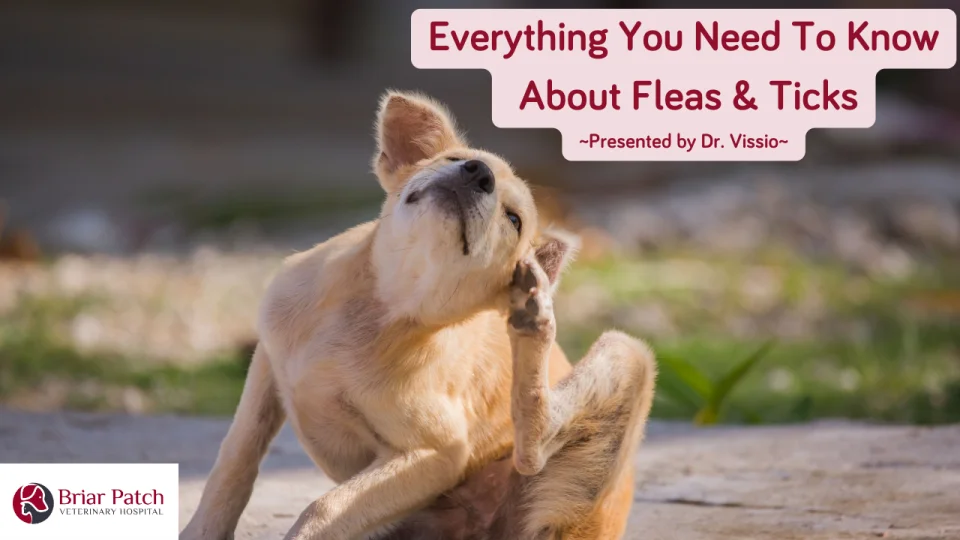 are dog flea and tick collars safe for humans