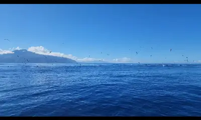 Puna'auia Report Video 0