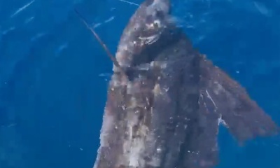 San Jose del Cabo Report Video 0