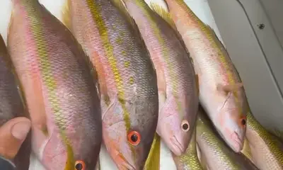 Miami Bericht Video 0