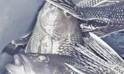 Wanchese Report Video 2