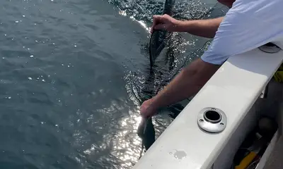Puerto Vallarta Report Video 0