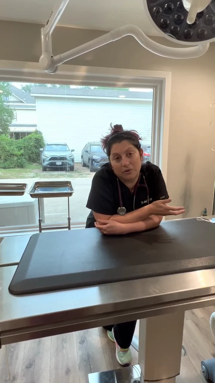 Cat Spaying and Neutering - Important Things To Remember About 