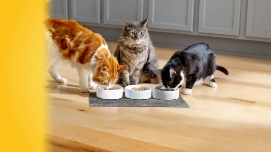 Meow Mix Kitten Li'l Nibbles Dry Cat Food