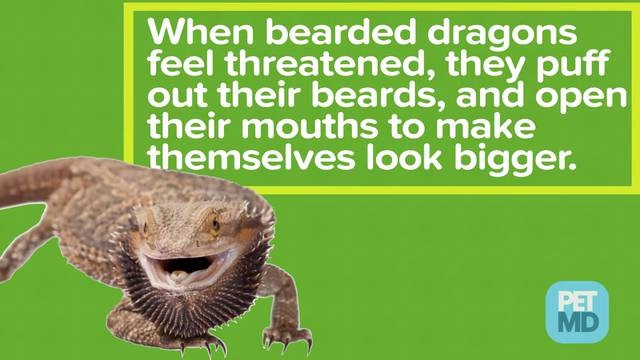 15 Bearded Dragon Behaviors and What They Could Mean – Dragon's Diet