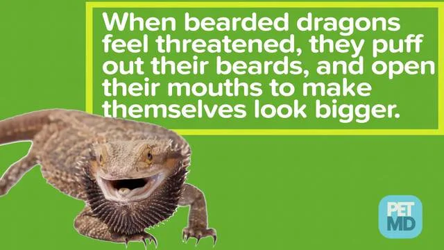 Bearded Dragon Care Sheet