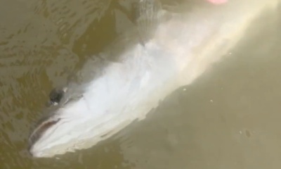 Matagorda Report Video 0