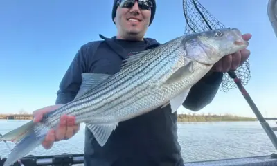 Spring Striper Run, In January! 