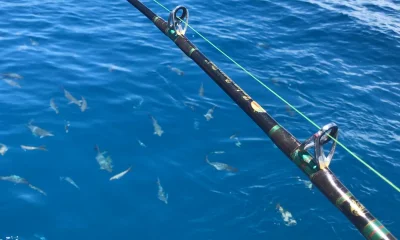 Key West Bericht Video 0