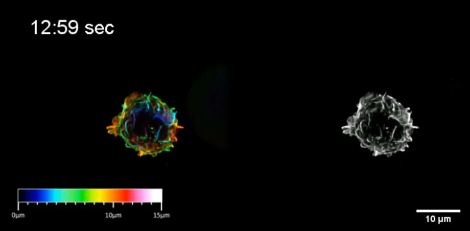 ZEISS Lattice Lightsheet - T Cell