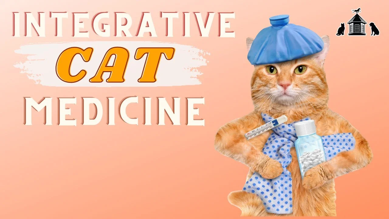 Integrative Cat Medicine Benefits