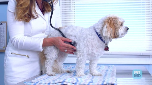 can anxiety cause heart murmur in dogs