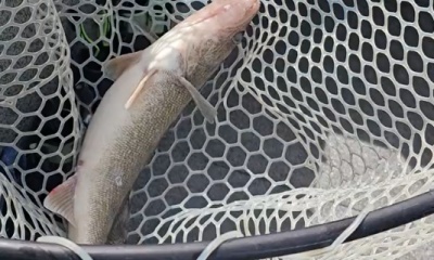 Lakeside Marblehead Report Video 0