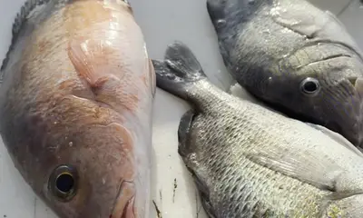 Englewood Report Video 0