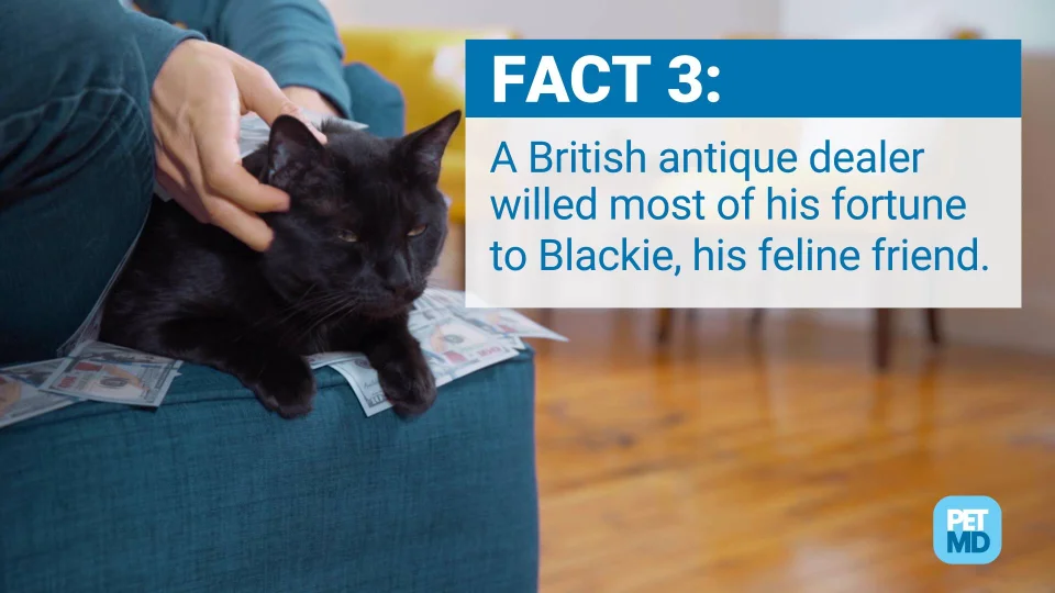 10 Hair-Raising Facts About Black Cats | PetMD