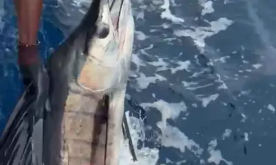 Playa Flamingo Report Video 0