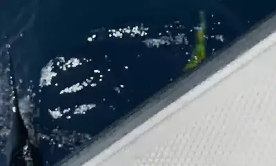 Playa Flamingo Report Video 0