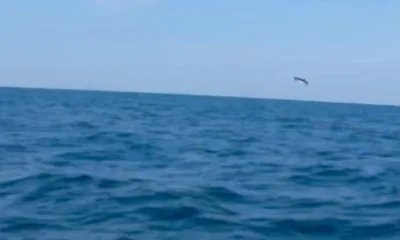 Fernandina Beach Report Video 0