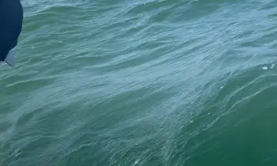 Best Shark Guides At The Beach