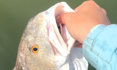 Port Richey Report Video 0