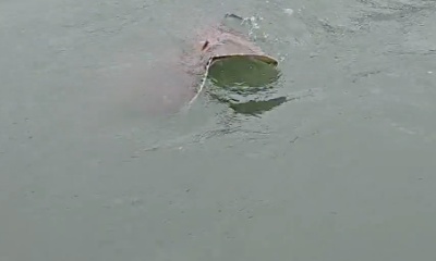 Murrells Inlet Report Video 0