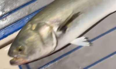 Ocean City Report Video 0