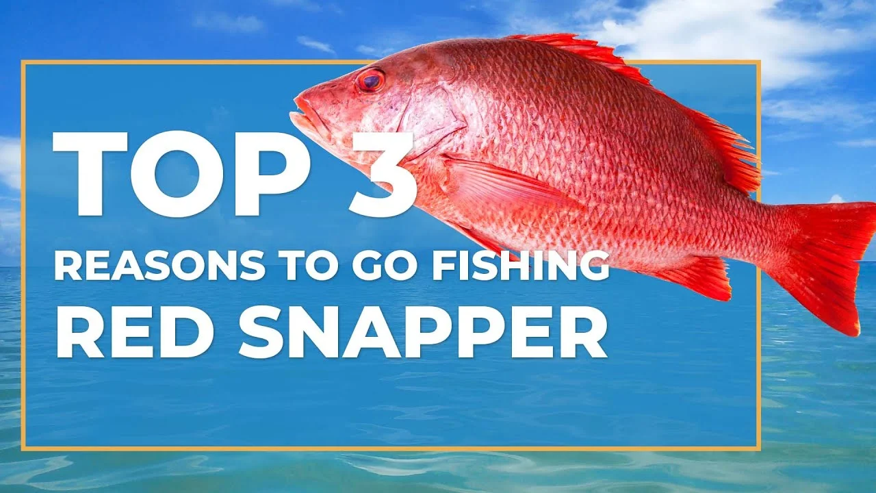 Fishing for Red Snapper in Destin Florida: Tips to Catch More Fish