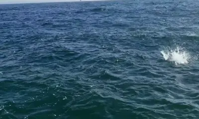 Montauk Report Video 0
