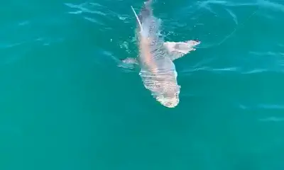 Nokomis Report Video 0