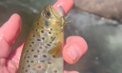 Mariposa Report Video 1