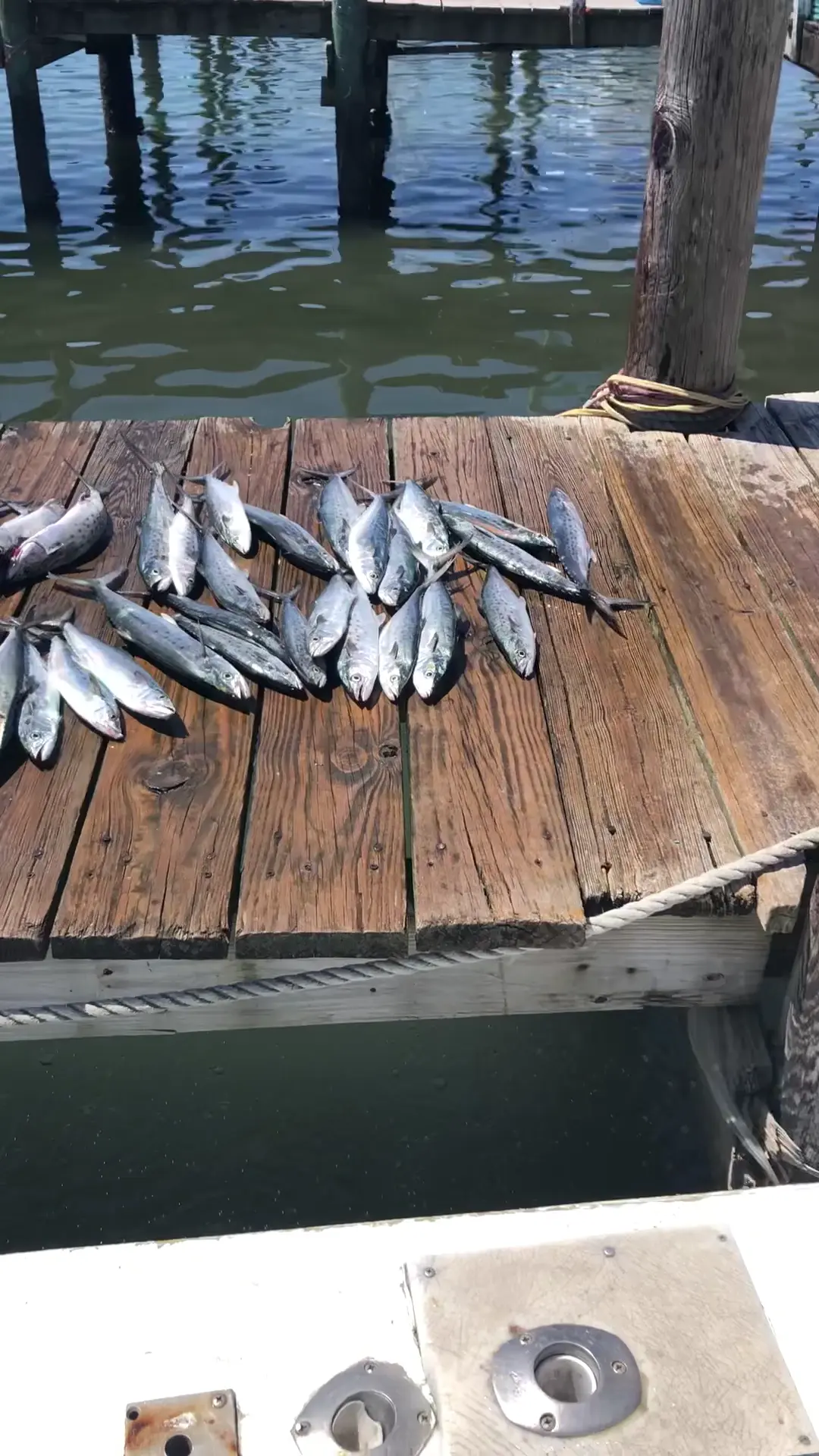 Business Card: Reel Addiction Charters