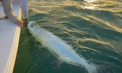 Belleair Bluffs Видео отчет 0
