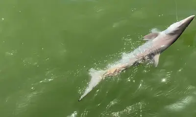 Galveston Report Video 0
