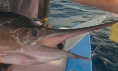 Cabo San Lucas Report Video 0
