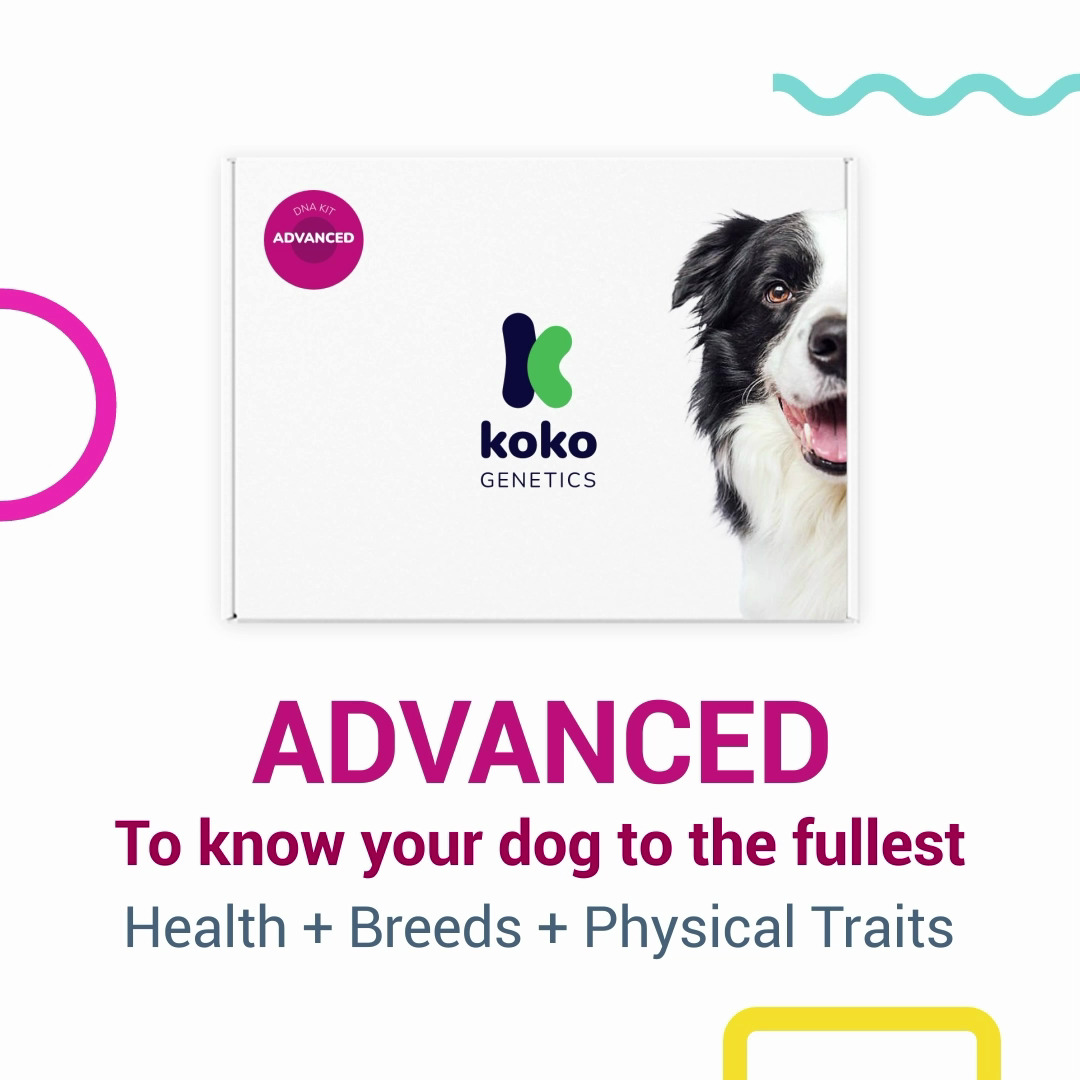 Advance dog dna test sales price