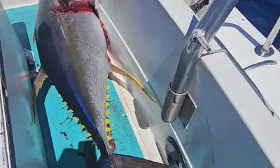 Haleiwa Report Video 0