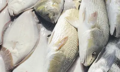 Calcasieu Lake Report Video 2